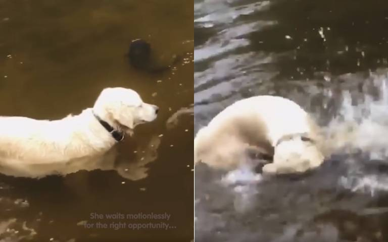 鯰魚跑過來要親親！餓犬一口咬住直接拖上岸