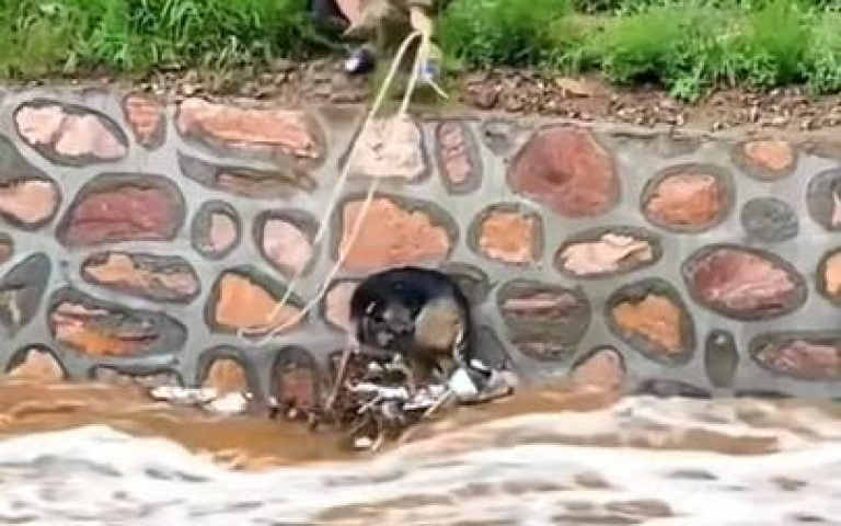 好驚險！狗狗差點被湍急的水沖走　好心老人上演即刻救援