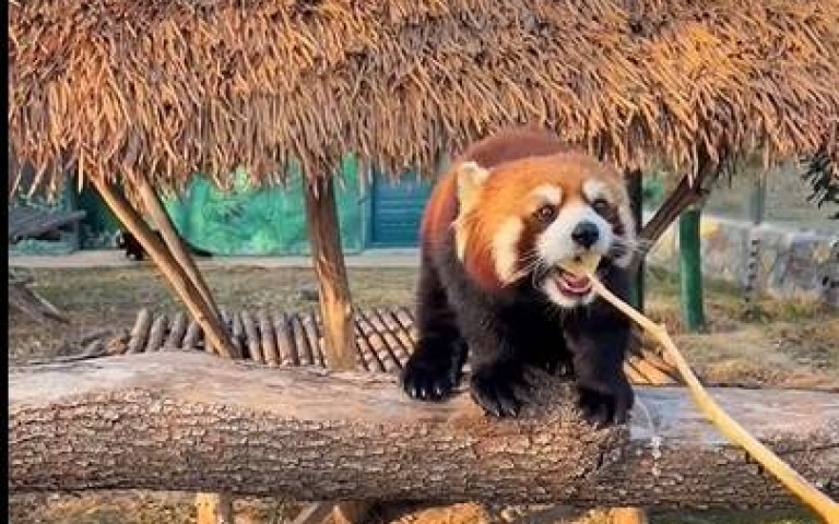 體操健將！小貓熊做引體向上　身手靈活萌翻網友