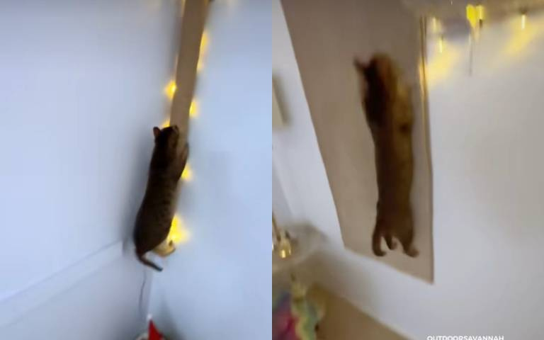 家裡變貓的跑酷場！牠死命地追「網友覺得好殘忍」　真相曝光