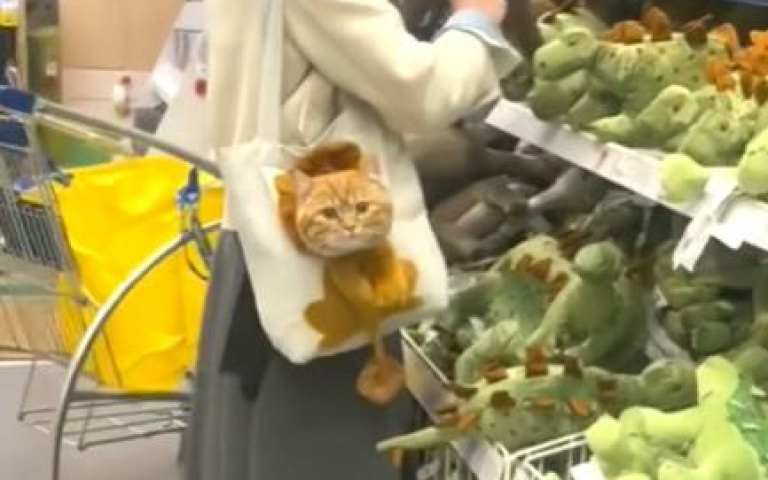 帶貓逛IKEA萌翻全場！　牠傻愣吐舌：為何大家在看我？