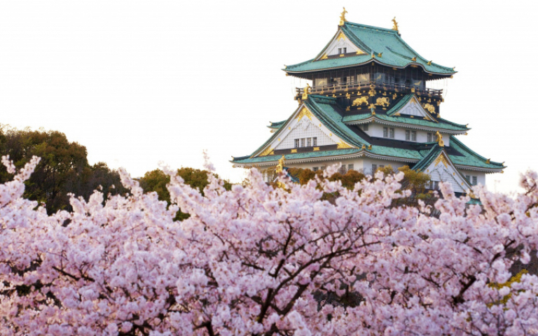 春日賞花前線1／清明連假東北亞徜徉櫻花間　走訪荷蘭世界最大鬱金香花園