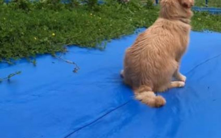 重力加速度好像不太夠？　大黃金玩自製滑水道「箭步溜下」卻一臉尷尬