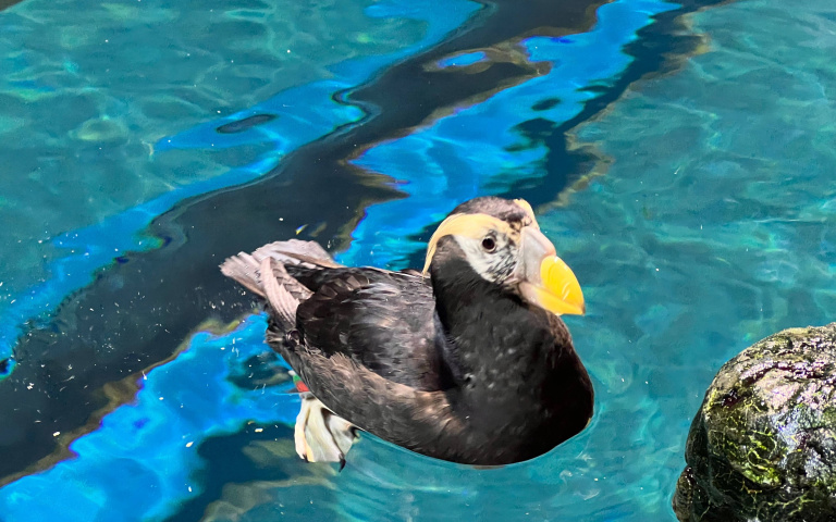 動物界的花魁選秀！海生館鳳頭海鸚鵡繁殖季，換華麗冠羽拚脫單！