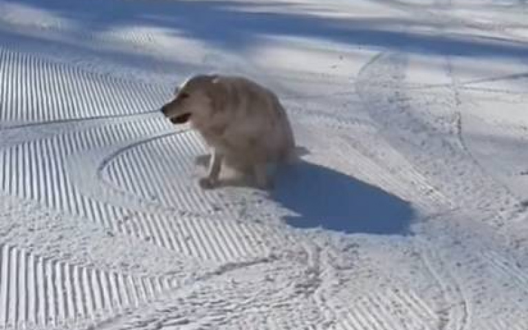 側著滑比較爽? 黃金獵犬軟爛模樣逗笑全網