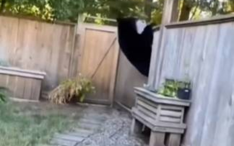 黑熊闖空門逃跑！爬牆走「不慎踹爆圍欄」　最後輕鬆閃人不費力