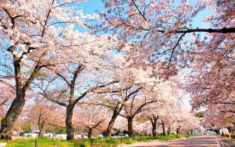 日本櫻花名所100選！大阪「萬博紀念公園」櫻花大道美翻、搭上摩天輪俯瞰超夢幻！