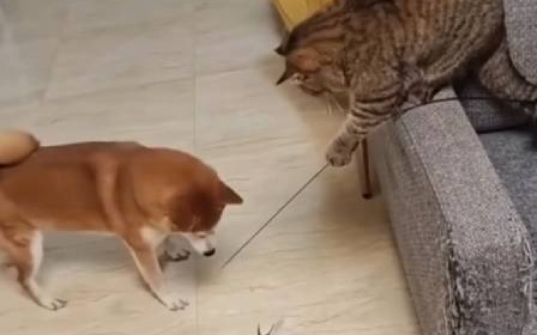 逗貓棒一棒兩用？　竟被貓拿來逗狗