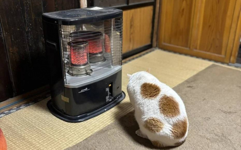 橘白貓變身「巨型烤年糕」！日本老宅暖爐一開秒卡位　網笑瘋：焦度剛好