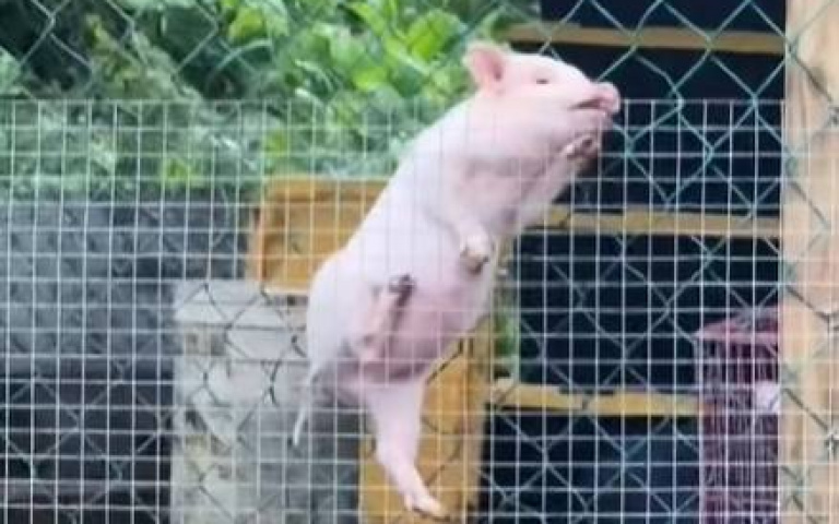 這隻豬超猛！　崇尚自由化身「Spider Pig」