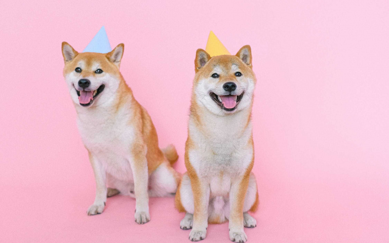 柴犬只給人精明的感覺?來帶你看看柴犬也有呆萌蠢的模樣!