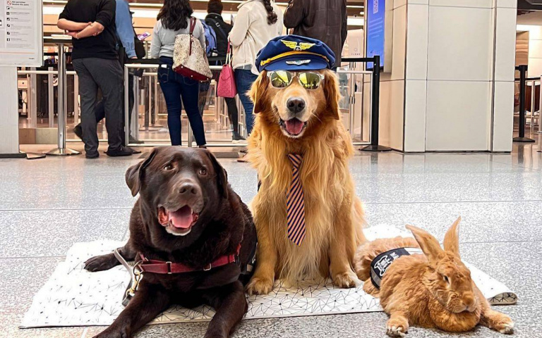 在繁忙機場療癒旅客！舊金山國際機場有支多種不同治療動物組成的可愛團隊