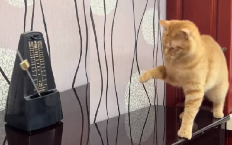 貓咪遇節拍器大跳機械舞　「噠噠噠」跟著跳畫面超萌