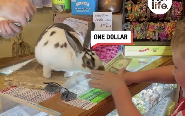 自己的飯飯自己賺！兔兔收銀員親自找錢　男孩被逗樂笑開懷