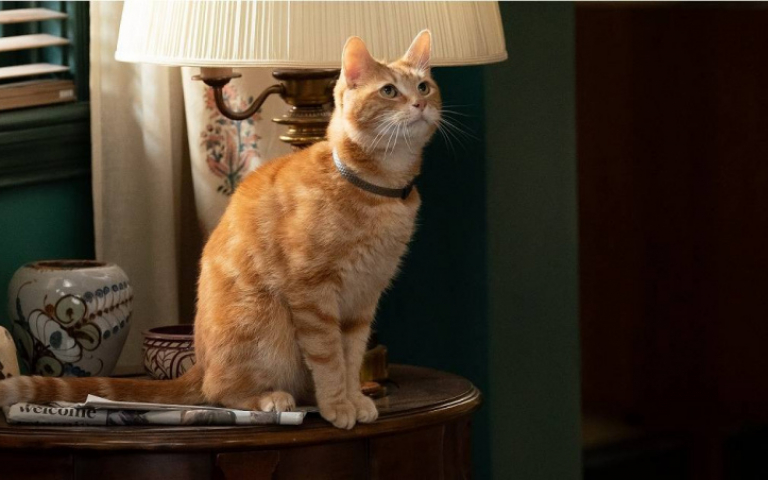 《驚奇隊長2》呆頭鵝背景曝光　率貓咪大軍萌翻大銀幕