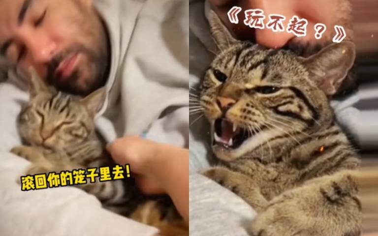 貓咪鳩占鵲巢還對女主人哈氣　她生氣了：滾回你的籠子