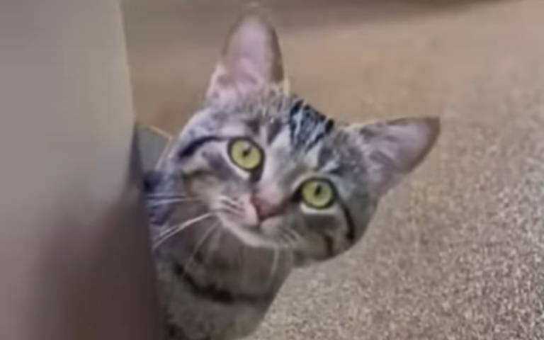 惡整你的寵物！轉角看到貓vs轉角看到狗　反應大不同