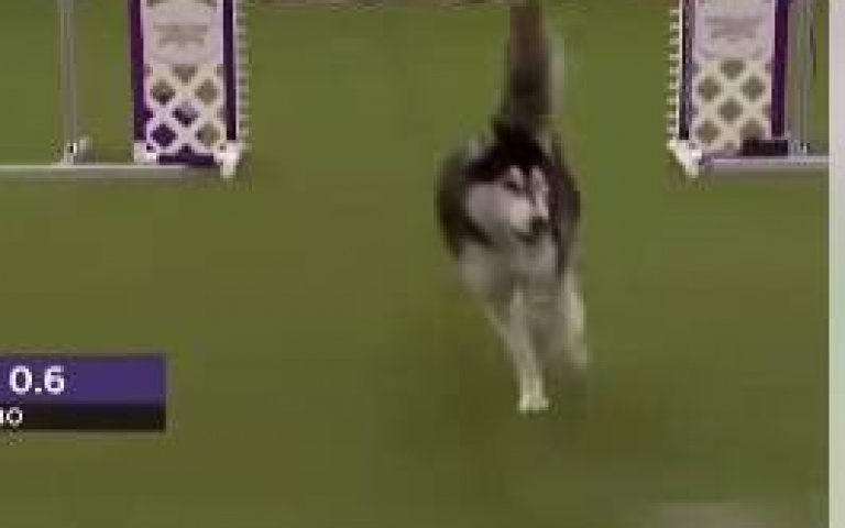 敏捷犬世錦賽的大比拚！　邊牧大勝二哈「手刀跑完全程」驚豔全場