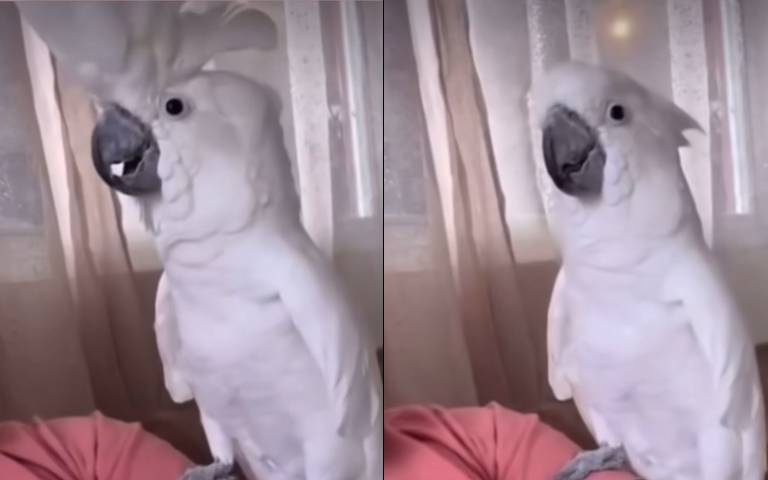 主人操弄口技！鸚鵡起初不想律動「最後還是忍不住了」