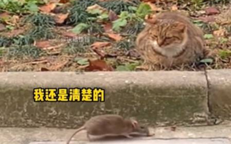 這劇本怎麼怪怪的? 貓界戰力天花板強碰老鼠「牠第一步先逃」