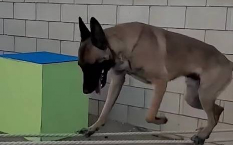 走繩索已經難不倒牠！　超狂德牧在家後院上演極限體能王：成功完賽