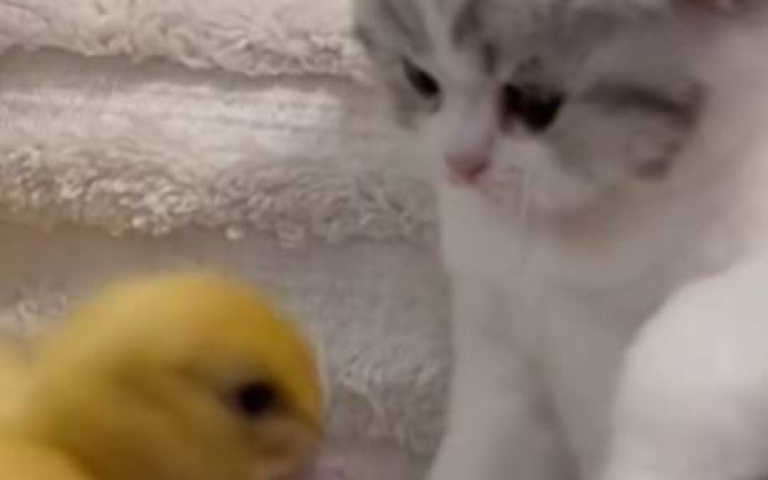 貓、鴨這對歡喜冤家　整天膩在一起互揍