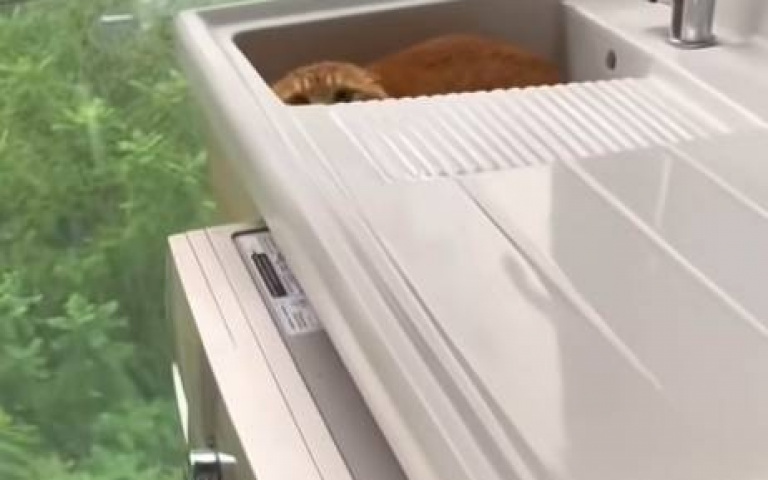 陌生人一到、貓咪嚇到竄逃　各種倉皇躲藏畫面曝光