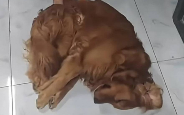 金毛戲太足！去體檢竟秒裝昏倒獸醫無奈推著走　網笑翻：這演技該頒奧斯卡