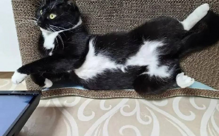 全社區幫找「內褲」！黑白貓奇葩名字成笑柄　鄰居阿姨太熱心害飼主崩潰