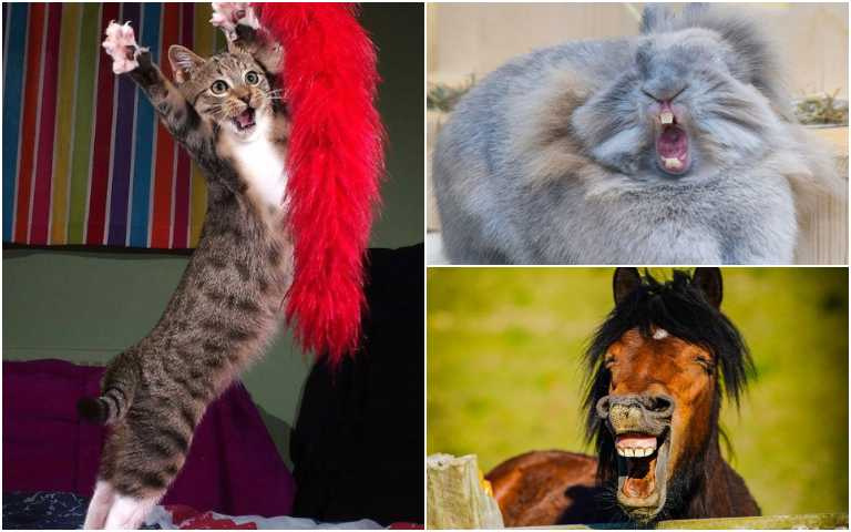 我家有個大諧星！搞笑動物第二彈，個個都是影后影帝等級！