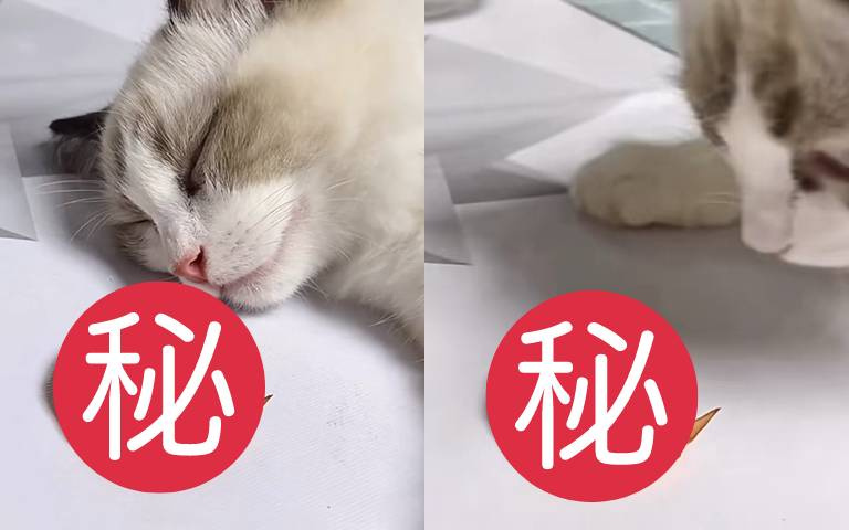 睡死的布偶貓，一聞這食物秒醒！網說：「美夢成真！」