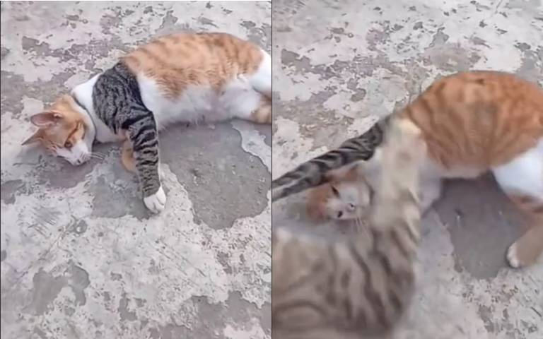 包手貓咪超「派」！這樣的花色真的好特別，網說：「連貓都懂刺！」