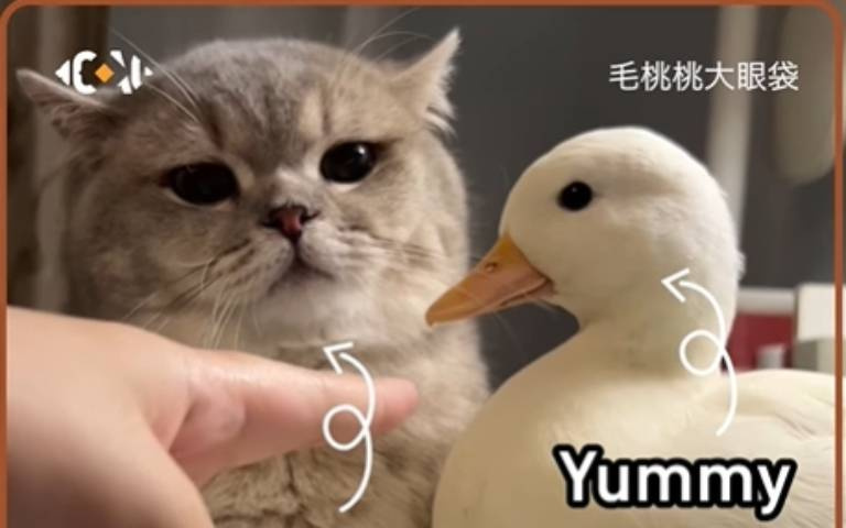 熱臉貼冷屁股！鴨鴨欲與灰貓玩耍　但被已讀不回