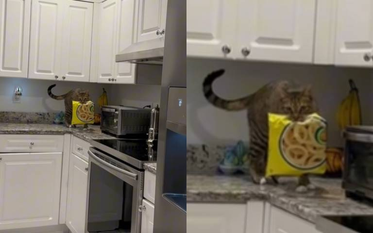巴豆妖去廚房覓食！　小貓被當場抓包全愣了
