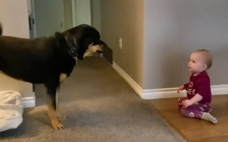 大狗vs小嬰兒！羅威納犬「舔手手片」掀議　網友幫說話：一點都不危險