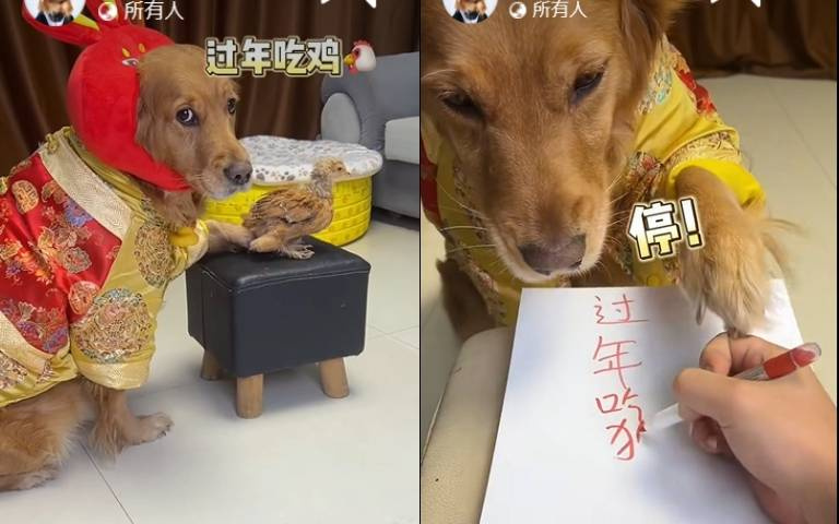文化狗識字！　主人紙上寫「過年吃…」牠秒出手…下秒反應逗笑全網