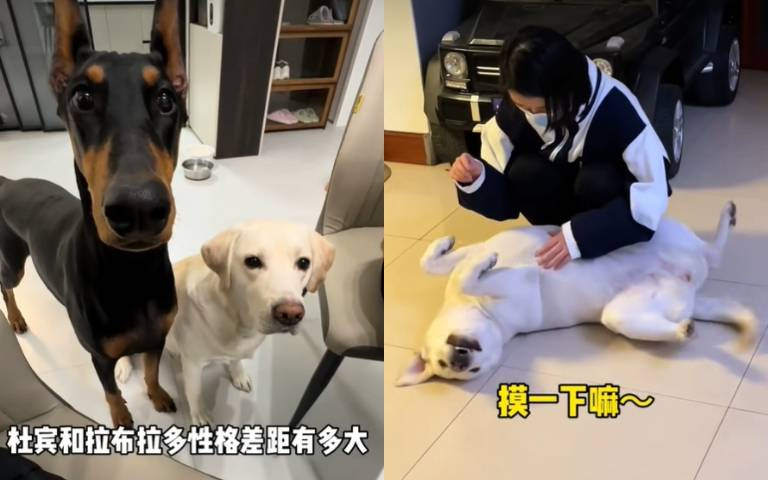 杜賓犬vs拉不拉多犬！個性差超多　牠敞開心胸用力跟你玩