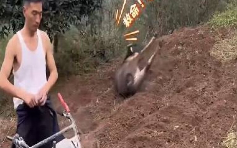 大水牛竟被養成小寵物　主人對牠百般溺愛全網羨慕
