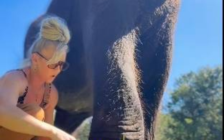 替大象做掌印畫！　作品美得不像話