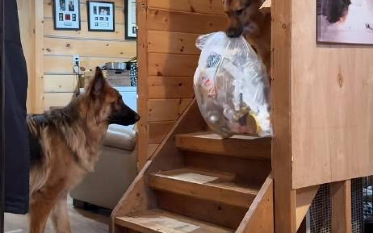 連狗都知道要乾淨！　丟一包大垃圾站主人面前：給我去丟