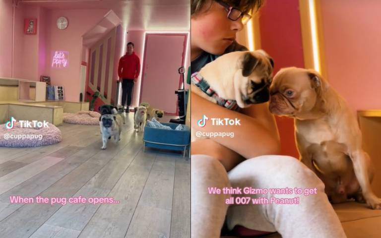 狗派看這邊!哈巴狗特色咖啡館開在這邊 9隻萌寵真的好親近