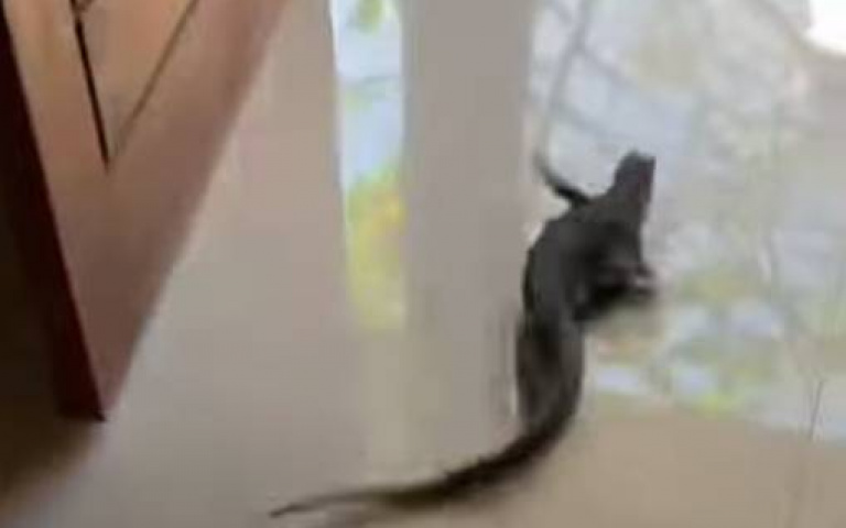 地板有打蠟？蜥蜴腳滑「走路變游泳」搞笑畫面曝光