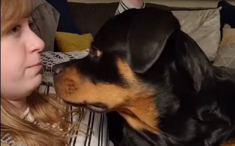 凶狠羅威那犬被訓斥　用嘴巴塞住女主人的嘴