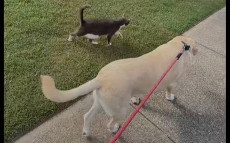 可愛可愛！　兩狗散步「鄰喵次次都跟上」一起搖屁股