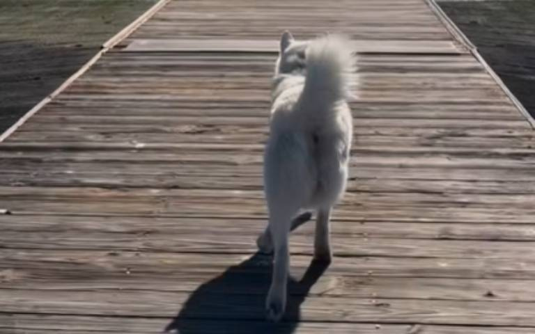 牧羊犬？牧鳥犬？　白色狗狗奔向港邊「牠們全撤退了」