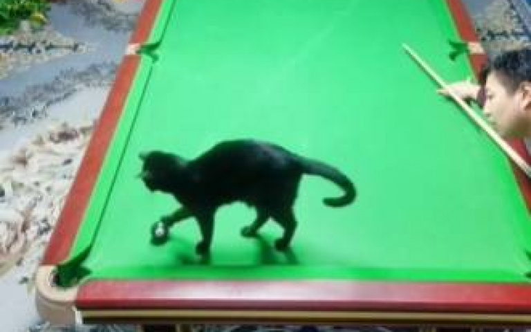 黑貓陪主人打撞球　卻意外犯了球場上的大忌！