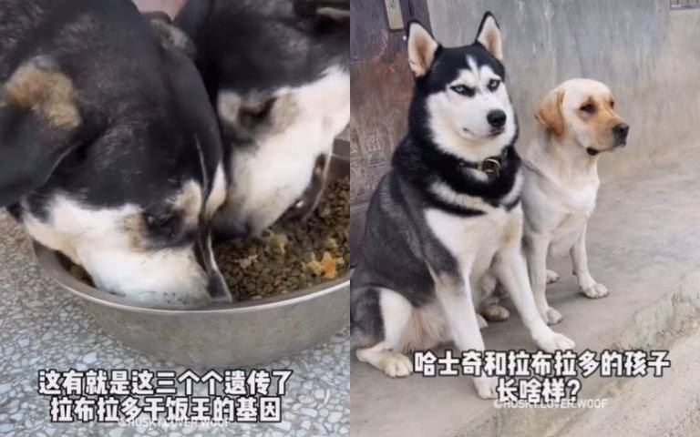 哈士奇與拉不拉多交配誕下孩子! 父負責染色、母幫忙造型