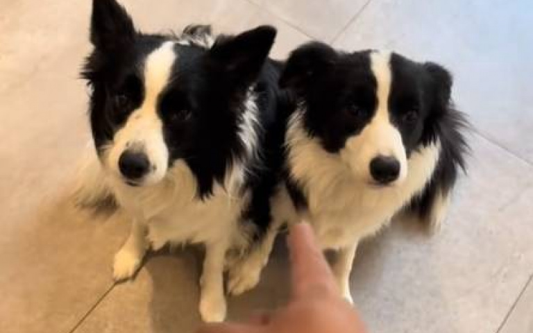 邊牧成精了！　抓準攝影機關閉時間為非作歹