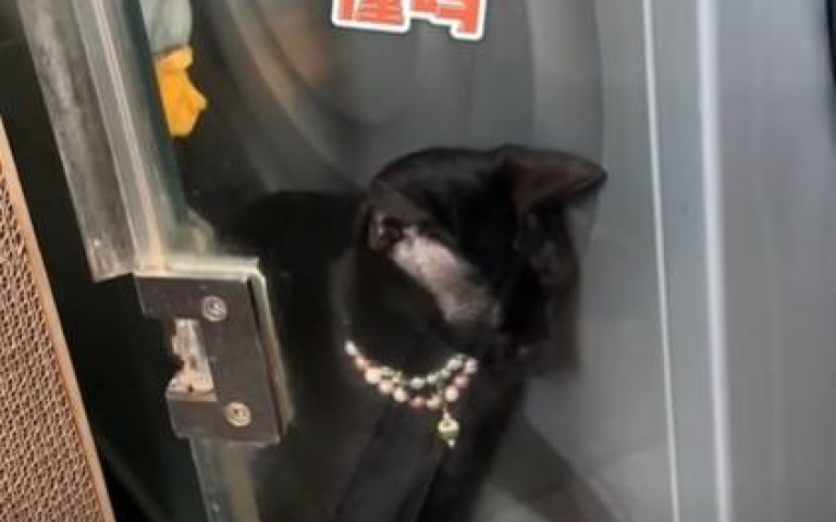 聽得懂人話有好處！　黑貓卡夾縫「主人指導牠脫困」