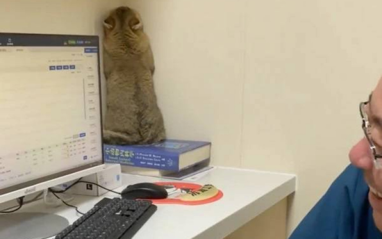 貓咪看獸醫「驚恐轉身貼牆」嚇壞變土撥鼠　網笑：根本我去打針的樣子